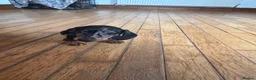 Dachshund dogs for sale: Dachshund puppies - Advert 18