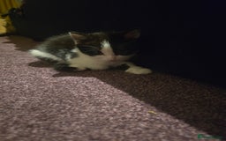 British Shorthair cats for sale: Beautiful kittens  - Advert 5