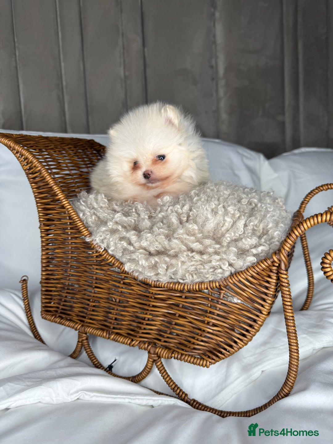 Pomeranian dogs for sale: 3 TEDDY KC POMERANIANS LEFT 🐶 - Advert 6