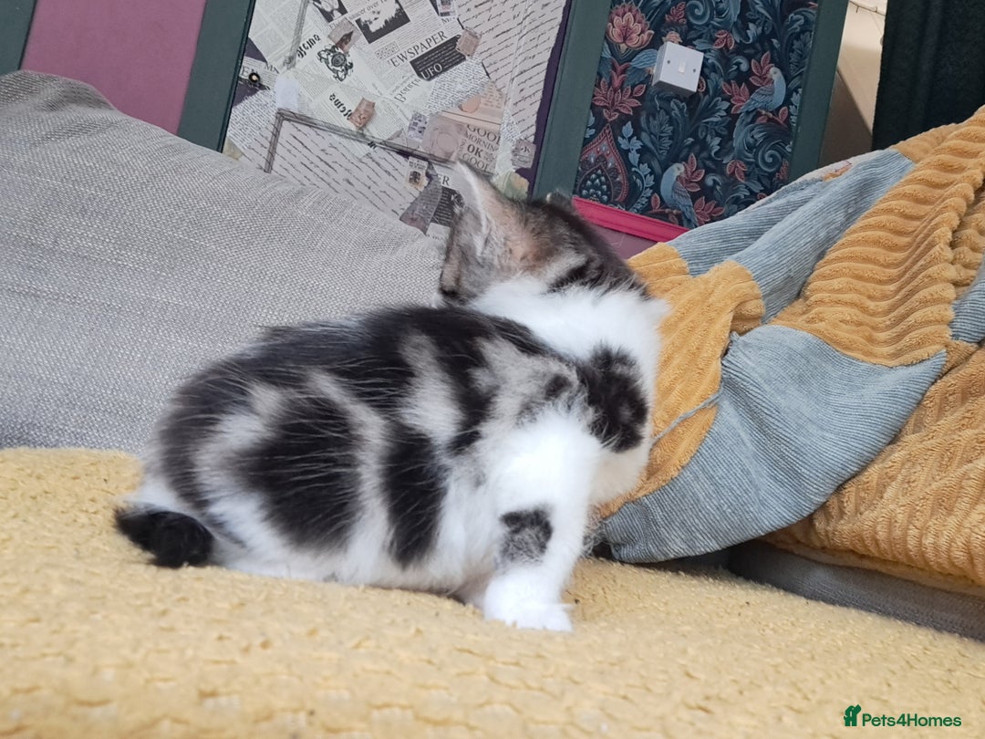 Maine Coon cats for sale: Maine Coon X kittens  - Image 2
