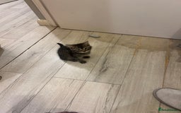 Domestic Shorthair cats for sale: Adorable Tabby Kittens Looking for Loving Homes  - Image 6