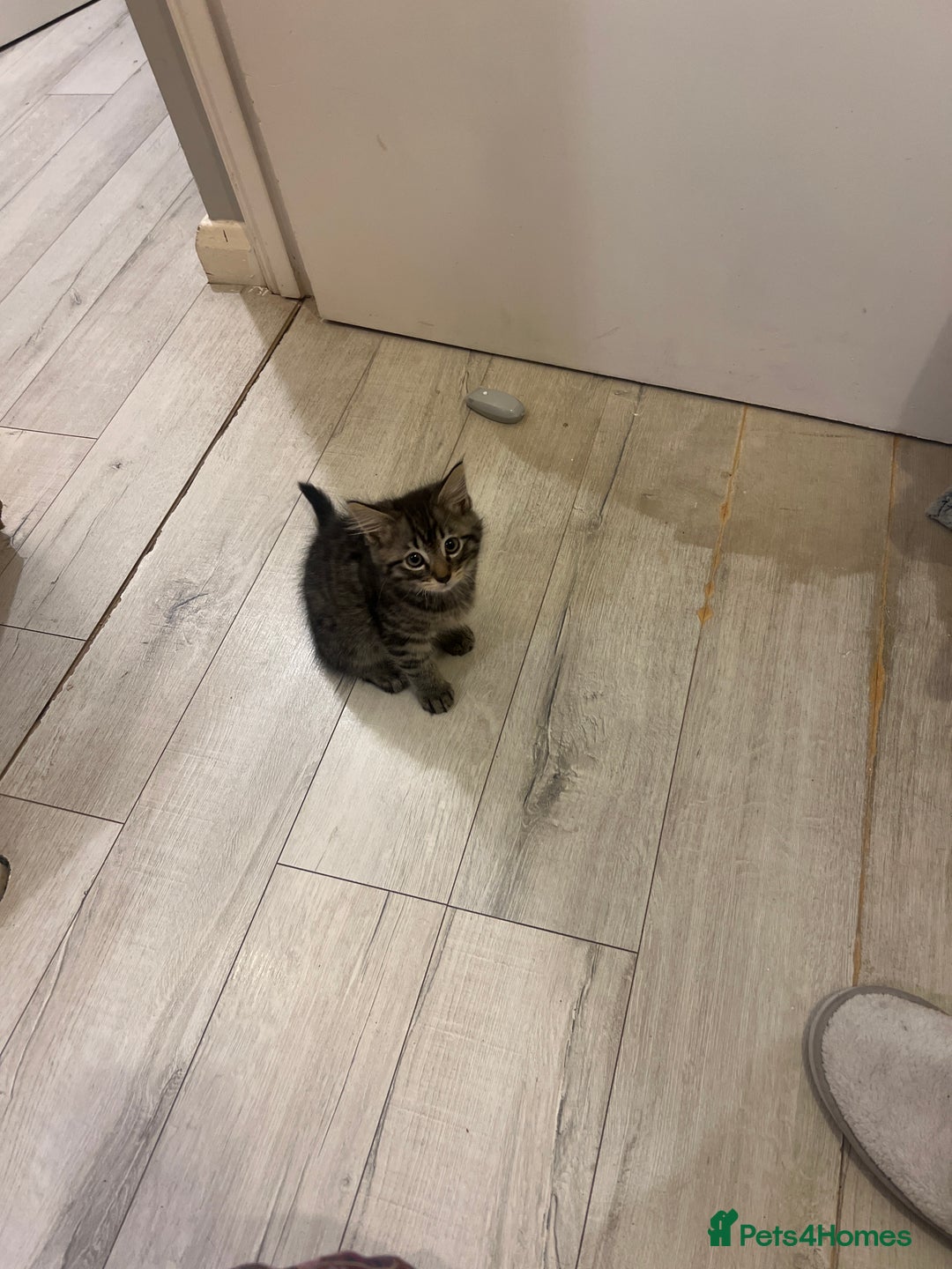 Domestic Shorthair cats for sale: Adorable Tabby Kittens Looking for Loving Homes  - Image 6