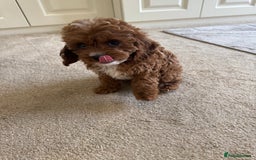 Cavapoo dogs for sale: !Ready now! F1 cavapoos kc reg parents - Image 10