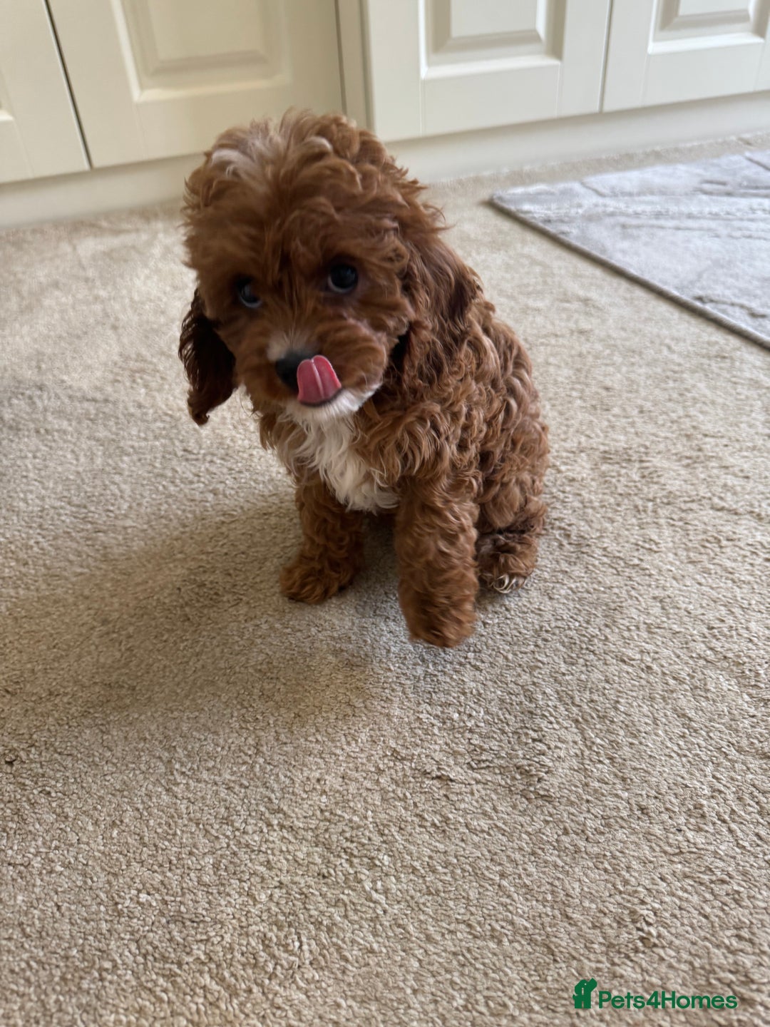 Cavapoo dogs for sale: !Ready now! F1 cavapoos kc reg parents - Image 10
