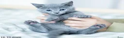 Russian Blue cats for sale: Adorable Russian Blue Kittens. - Advert 22