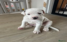 Mixed Breed dogs for sale: American Bulldog cross Staffy  - Image 4