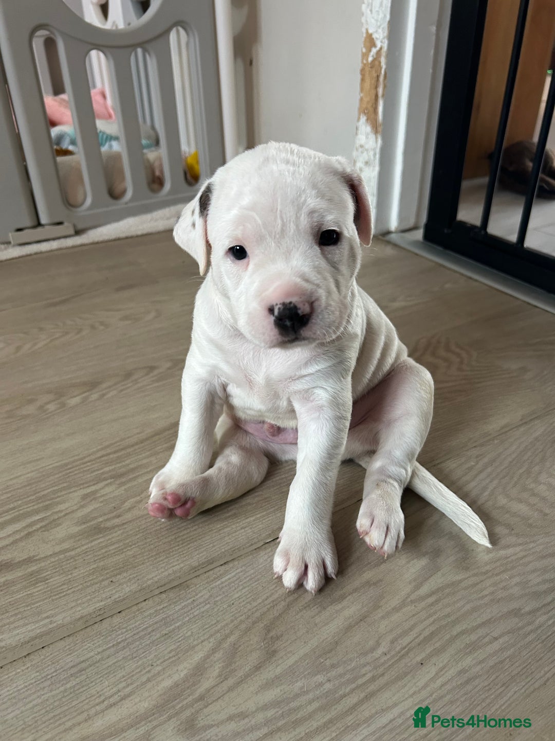 Mixed Breed dogs for sale: American Bulldog cross Staffy  - Image 4