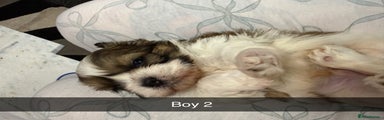 Shih Tzu Puppy 2