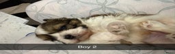 Shih Tzu dogs for sale: 5 stunning Shih Tzu puppies  - Advert 14