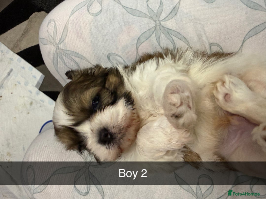 Shih Tzu dogs for sale: 5 stunning Shih Tzu puppies  - Advert 14