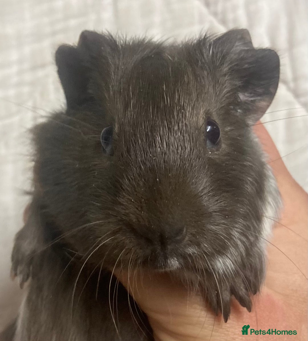 Guinea Pig rodents for sale: Baby Female Guinea Pigs For Sale  - Advert 6