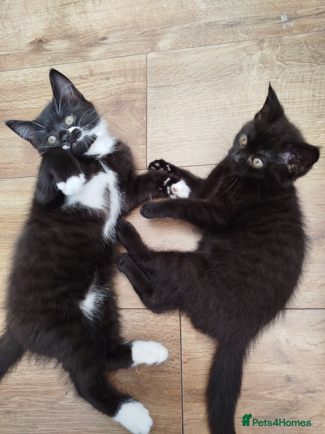 British Shorthair cats for sale: Beautiful kittens  - Image 10