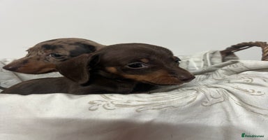 Dachshund dogs - Advert 1