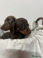 Dachshund dogs - Advert 1