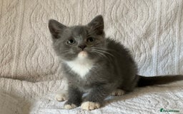 British Shorthair cats for sale: British shorthair kittens  - Image 4