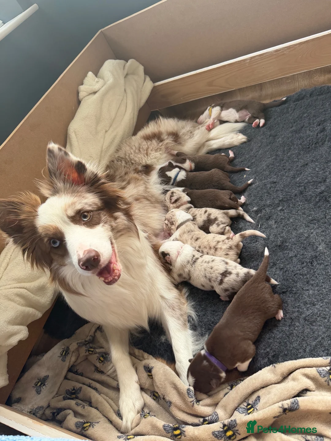 Border Collie dogs for sale: 2 male chocolate border collie puppies red Merle - Advert 34