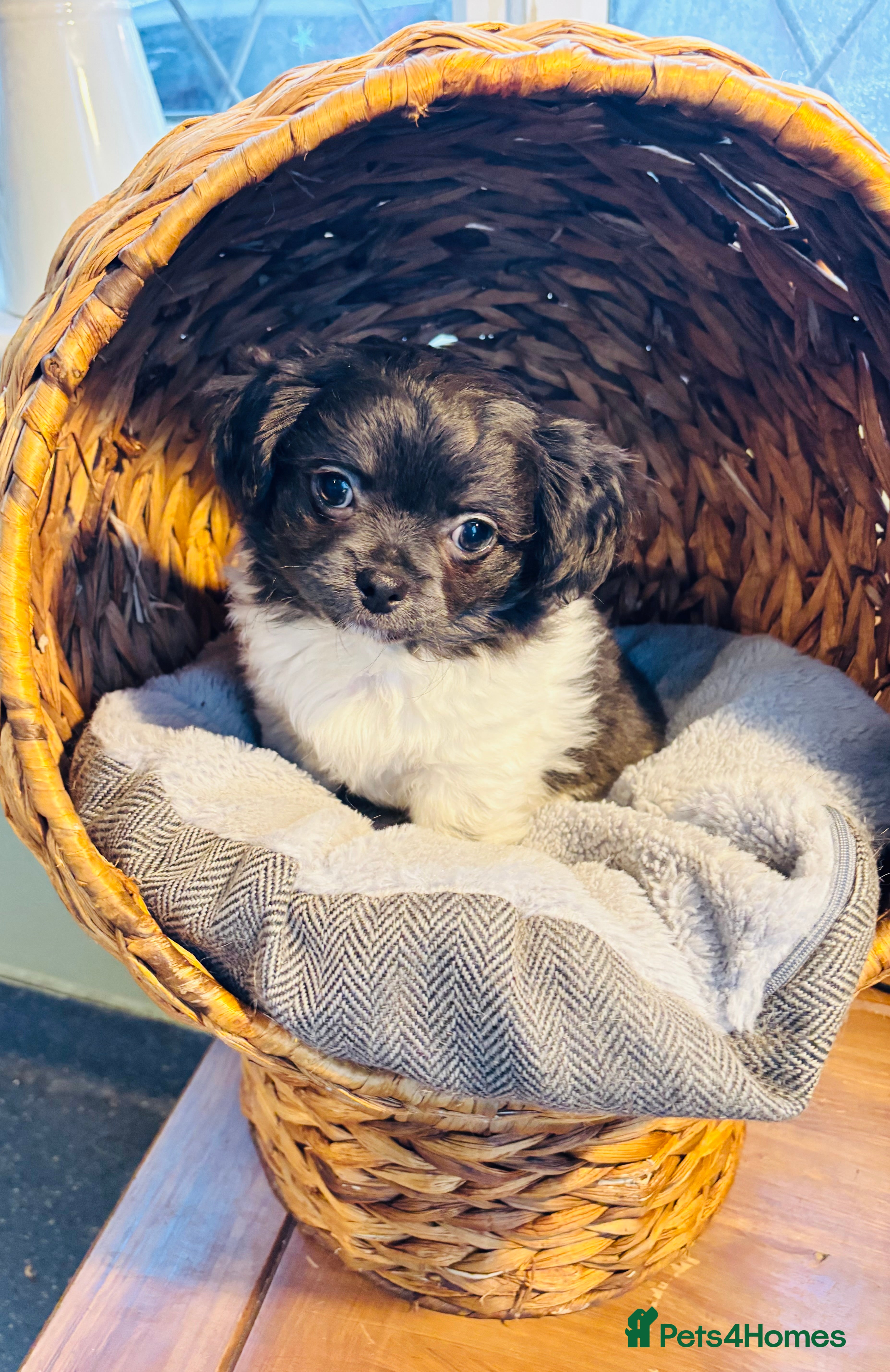 Chihuahua dogs Apple head long coat tiny chihuahua boy puppies  - Advert 2