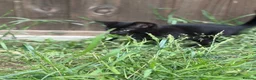 Bengal cats for sale: Bengal Mix Ready! - Advert 4
