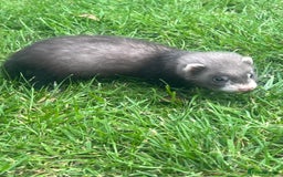 Ferret rodents for sale: 2 Hobs and a jill  - Advert 4