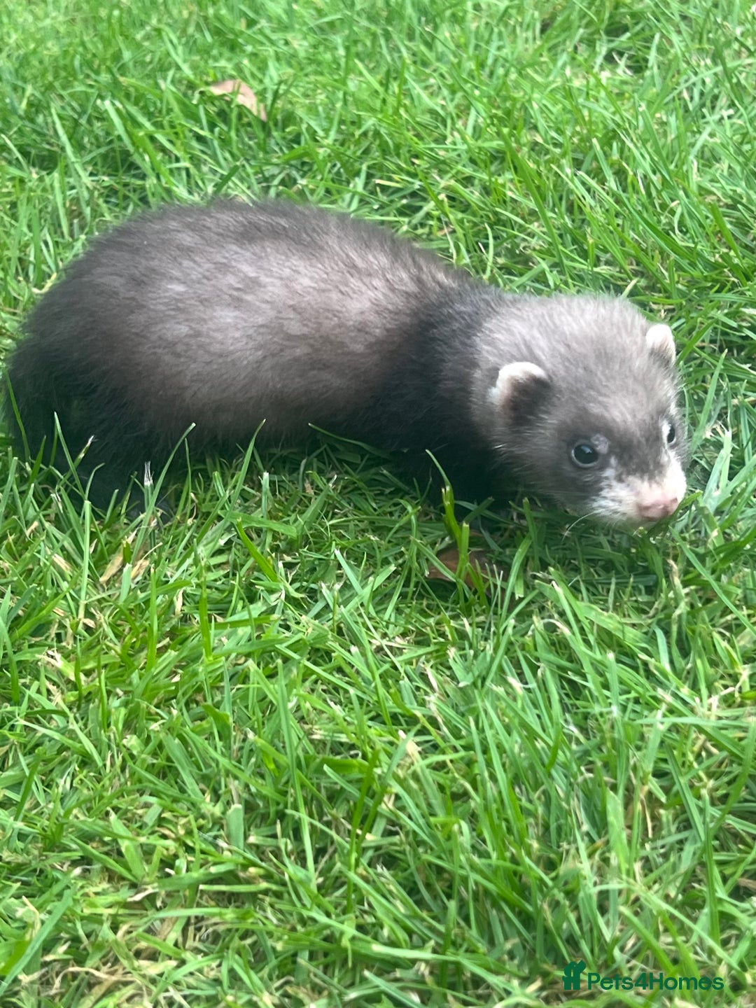 Ferret rodents for sale: 2 Hobs and a jill  - Advert 4