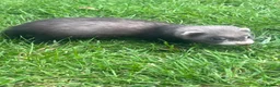 Ferret rodents for sale: Jill’s and hobs available  - Advert 4