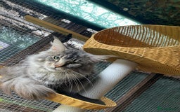 Maine Coon cats for stud: Active Tica duel Gccf Maine Coons in Grantham - Image 17