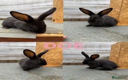 Continental Giant rabbits for sale: Continental giant x New Zealand white - Image 7