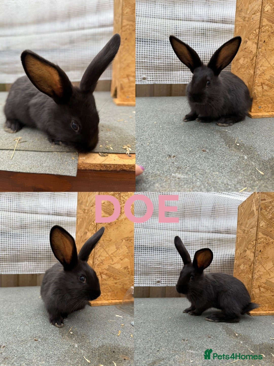 Continental Giant rabbits for sale: Continental giant x New Zealand white - Image 7