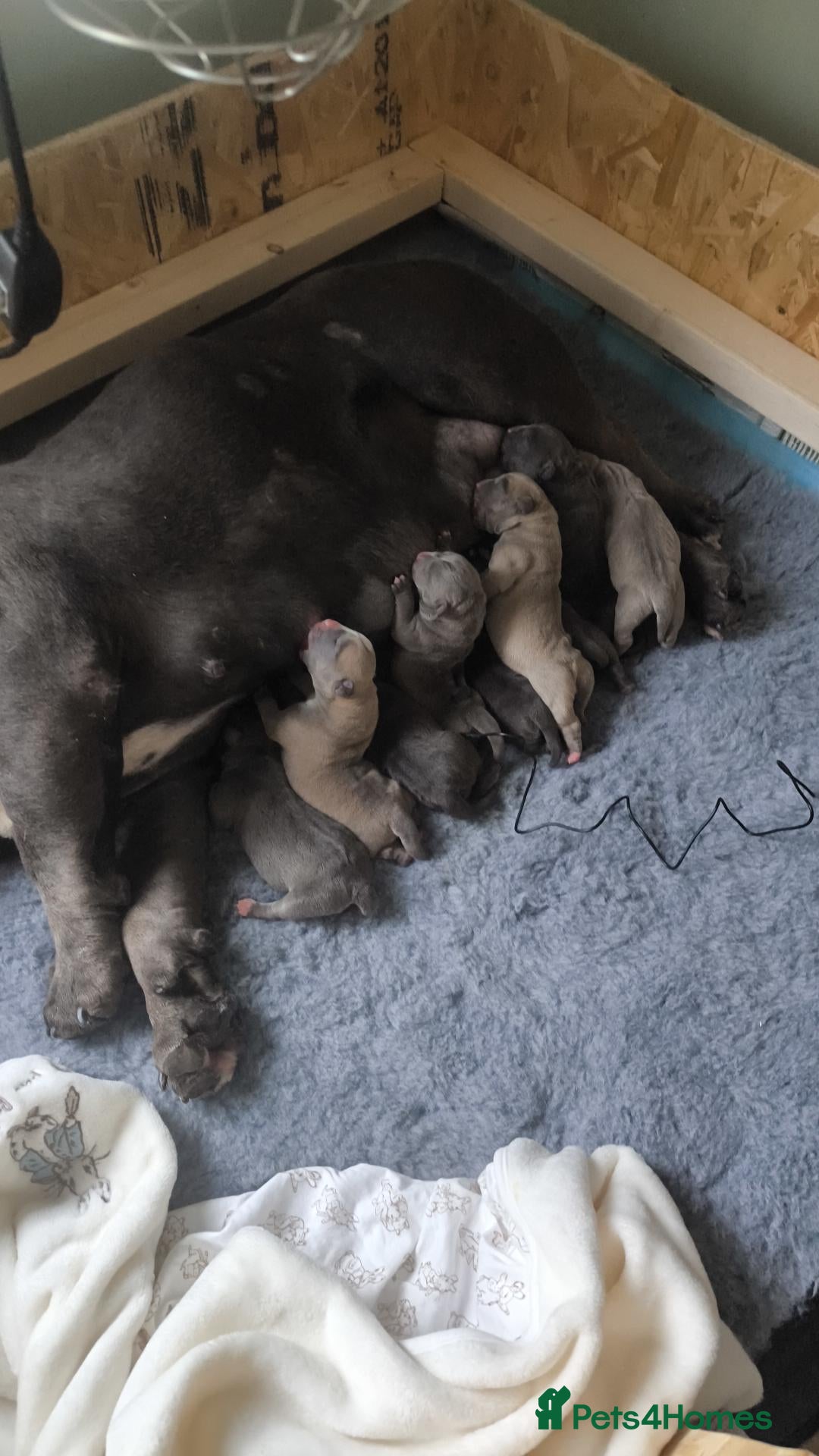 American Bully dogs for sale: American Bully Pocket Puppies ready for new Homes - Advert 1