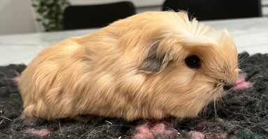 Guinea Pig rodents - Advert 13