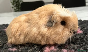 Guinea Pig rodents - Advert 3