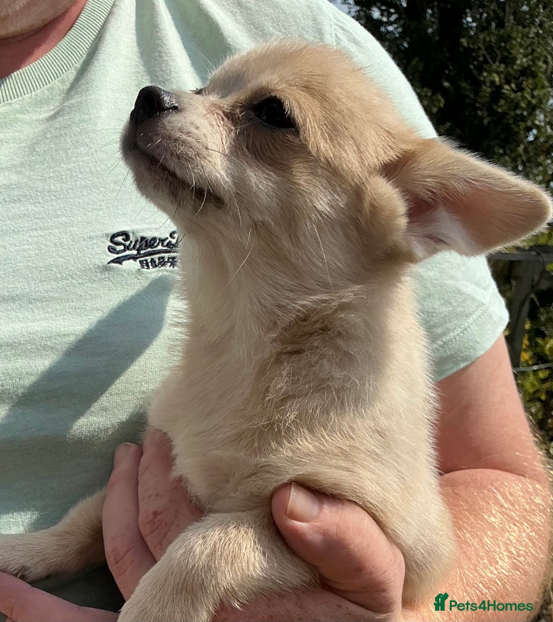 Pomchi dogs for sale: Pomchi - Image 13