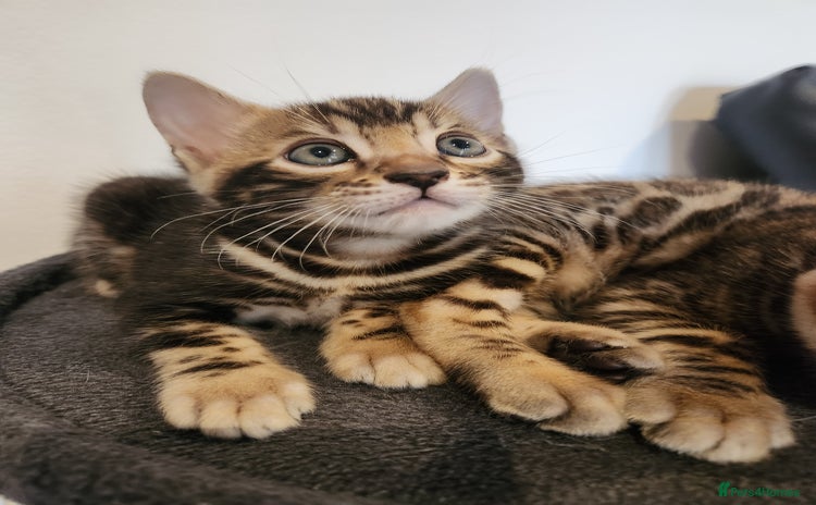 Bengal cats - Advert 3