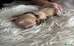 Mixed Breed dogs for sale: Cavapoochon Puppies ** 3 Girls 1 Boy remaining ** - Image 18
