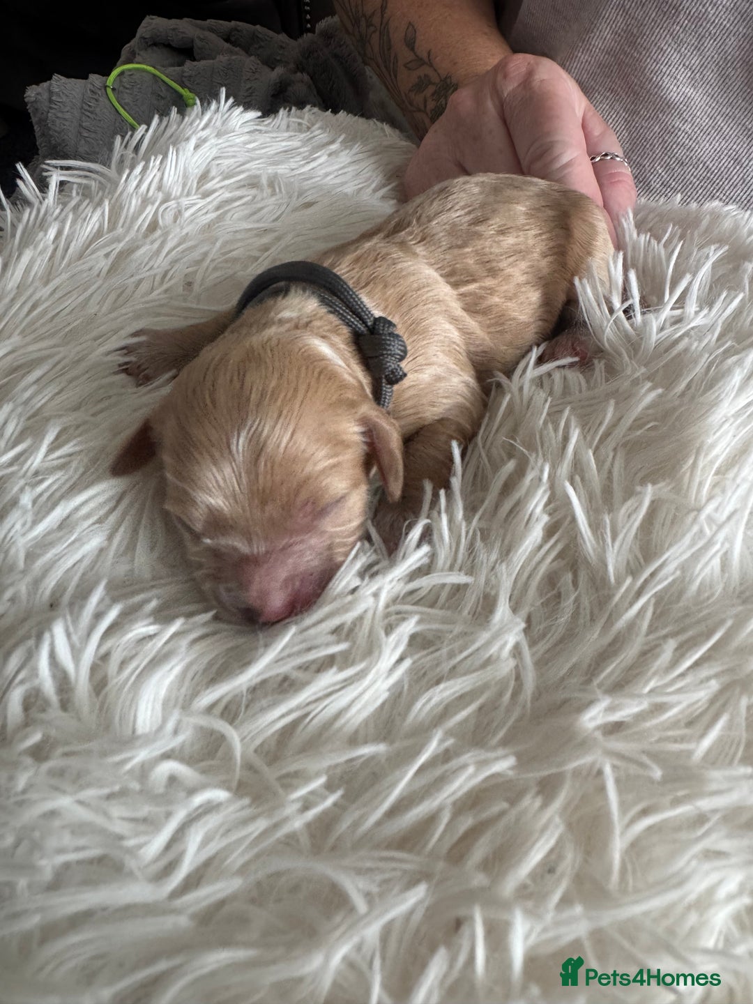 Mixed Breed dogs for sale: Cavapoochon Puppies ** 3 Girls 1 Boy remaining ** - Image 18