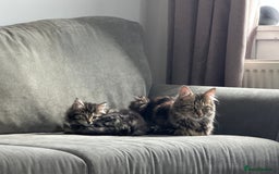 Mixed Breed cats for sale: Tabby kitten and mother available  - Image 1