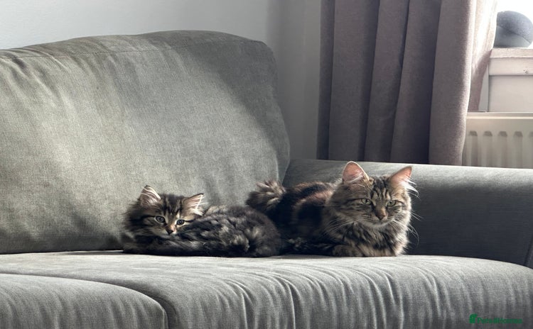 Mixed Breed cats - Advert 3