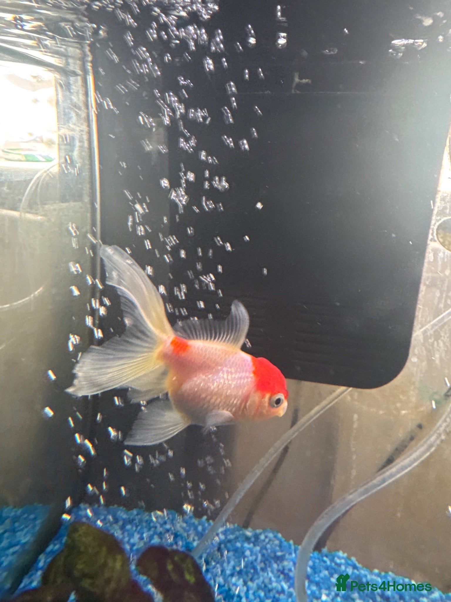 Goldfish fish Medium Oranda fish for rehoming - Advert 2