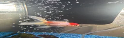 Goldfish fish for sale: Medium Oranda fish for rehoming in Orpington - Advert 1