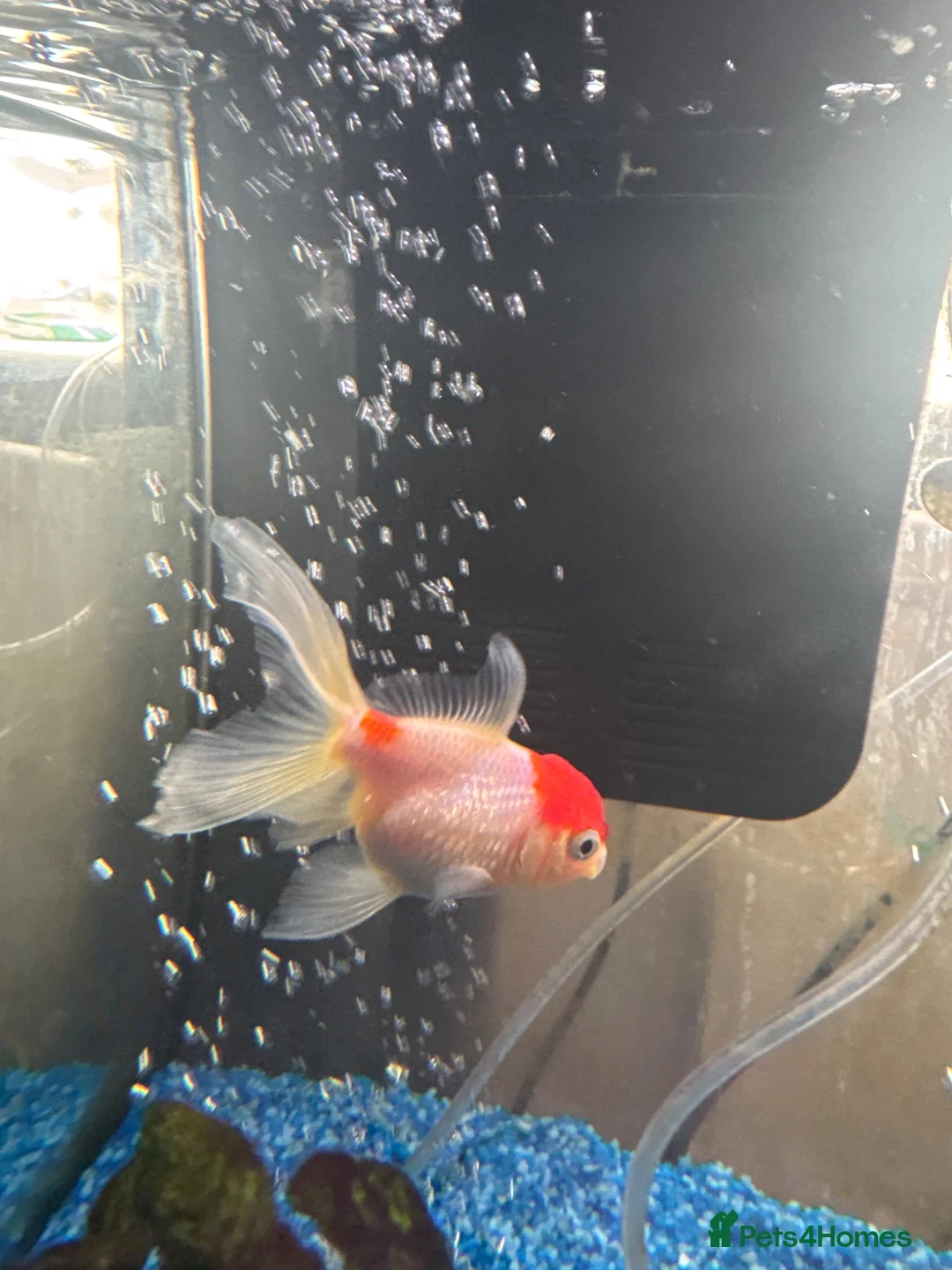 Goldfish fish for sale: Medium Oranda fish for rehoming in Orpington - Advert 1
