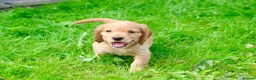 Cocker Spaniel dogs for sale: Gorgeous Golden Working Cocker Spaniels - Advert 17
