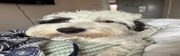 Jackapoo dogs for stud: Stud Male Jackapoo 4y/o  in Durham - Advert 4