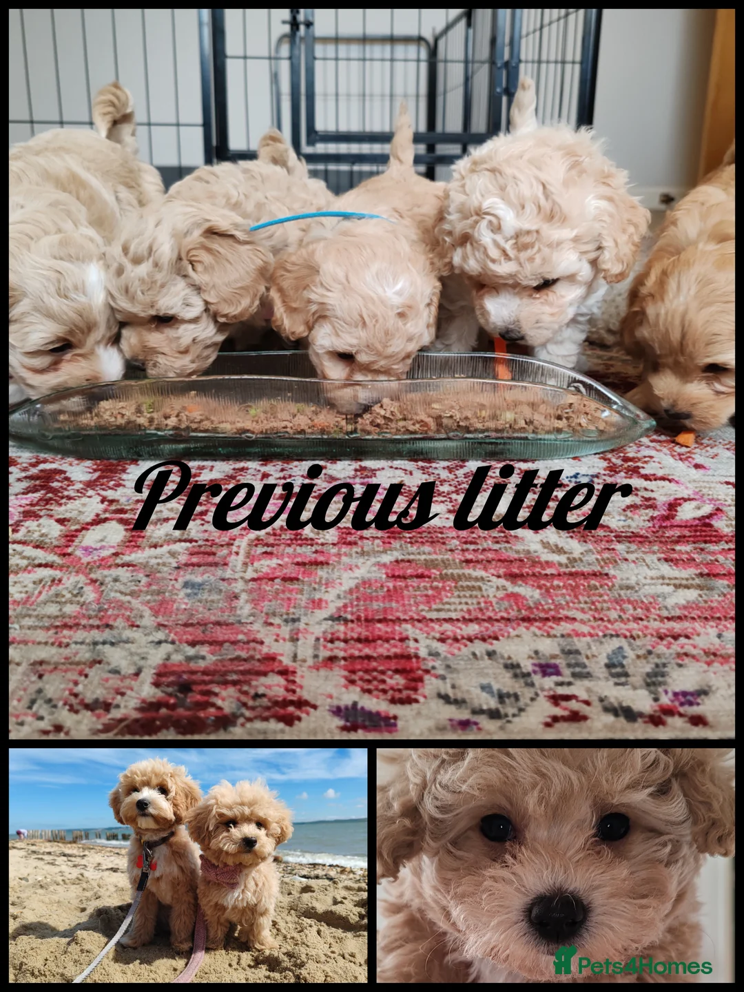 Maltipoo dogs for sale:  Toy Asian Maltipoo therapy puppies born 14/02/26 - Advert 4
