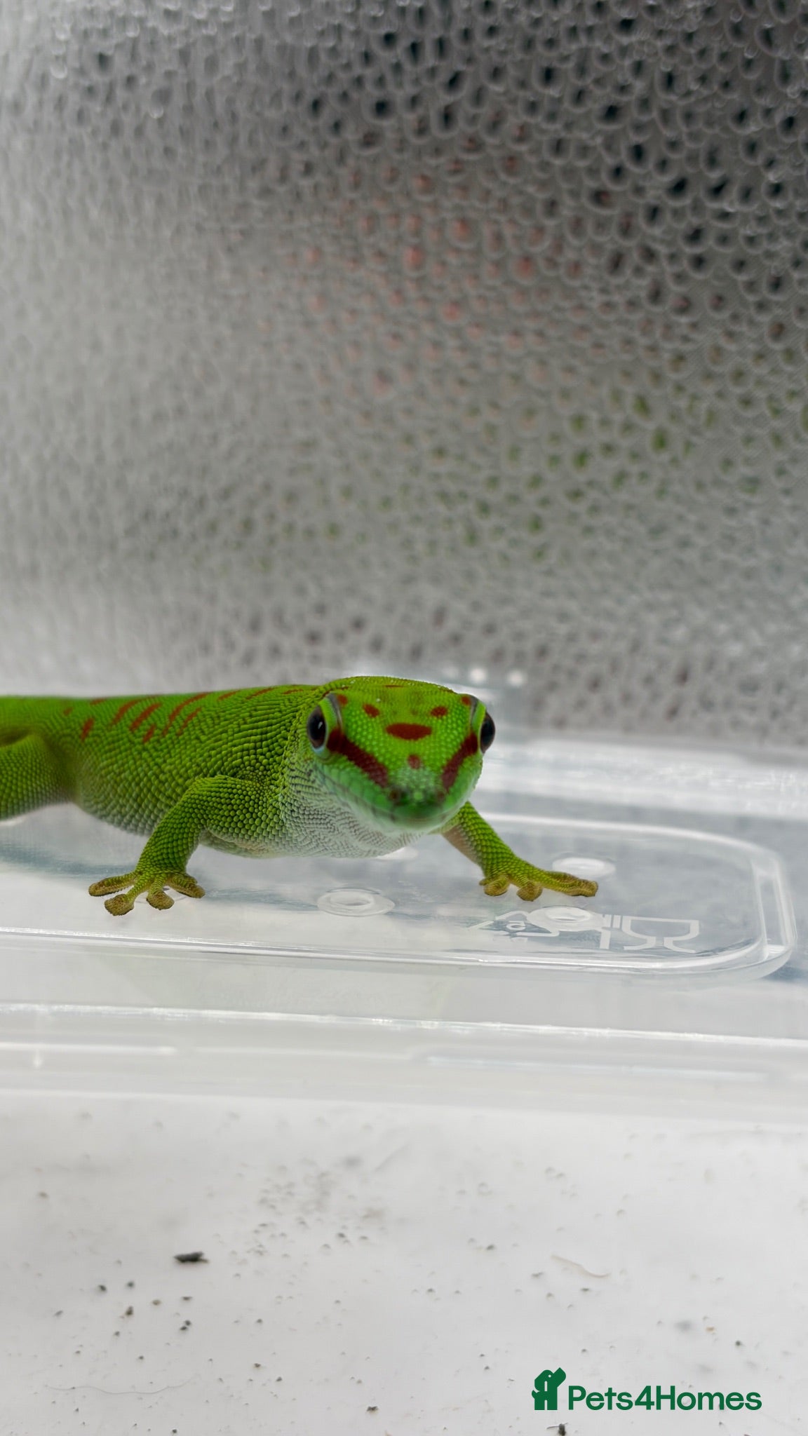 Gecko reptiles Madagascan Giant day gecko  - Advert 1