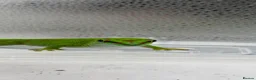 Gecko reptiles for sale: Madagascan Giant day gecko  - Advert 1