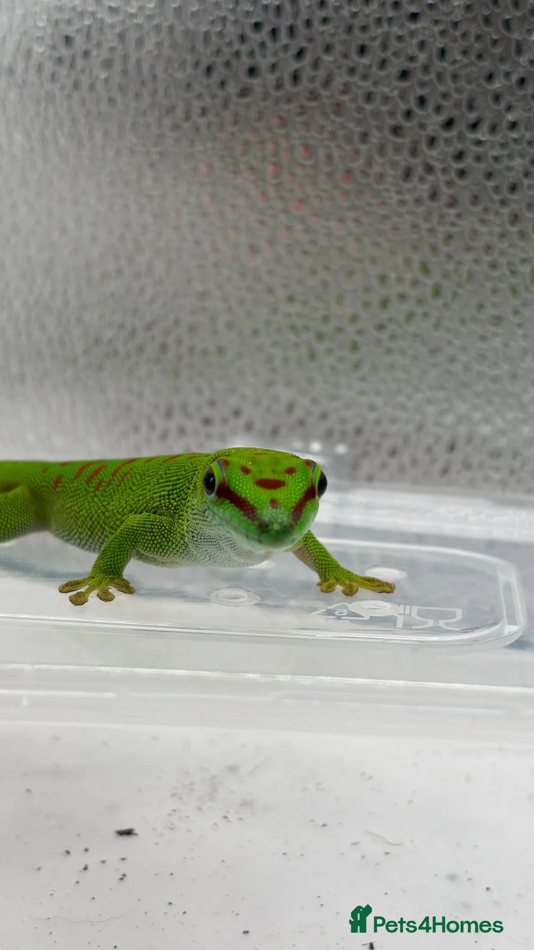 Gecko reptiles for sale: Madagascan Giant day gecko  - Advert 1