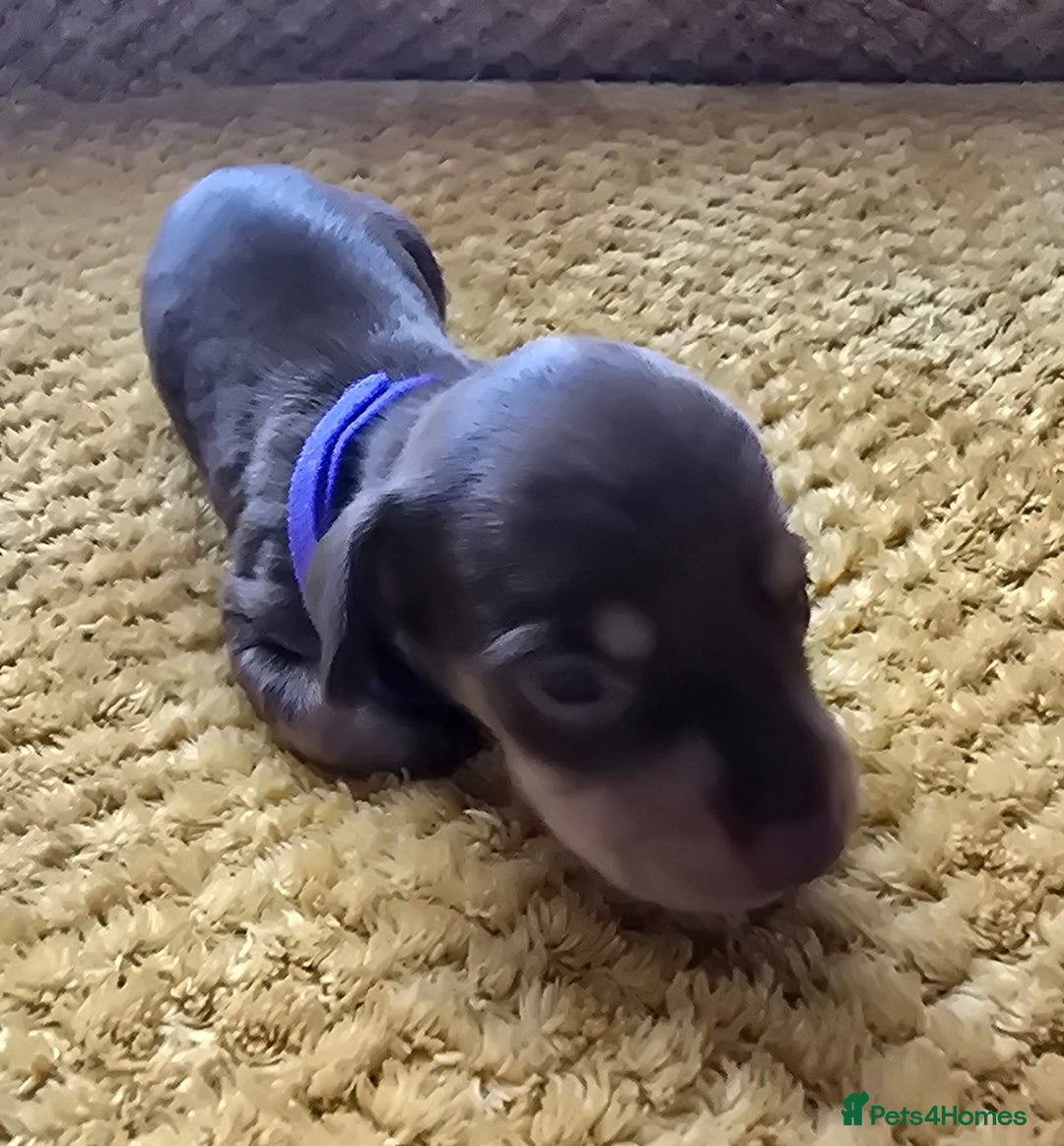 Miniature Dachshund dogs for sale: KC registered miniature dachshund puppies - Image 8