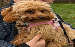 Cavapoo dogs for sale: 6 month old female Cavapoo looking for new home - Image 4