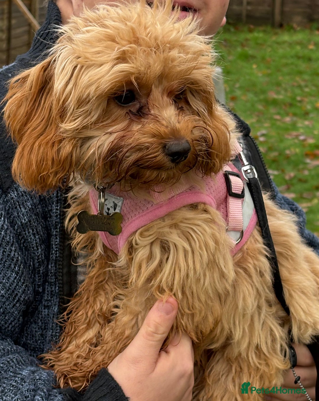 Cavapoo dogs for sale: 6 month old female Cavapoo looking for new home - Image 4