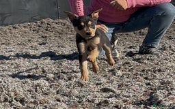 Mixed Breed dogs for sale: Bedlington/whippet Lurcher puppies - Image 4